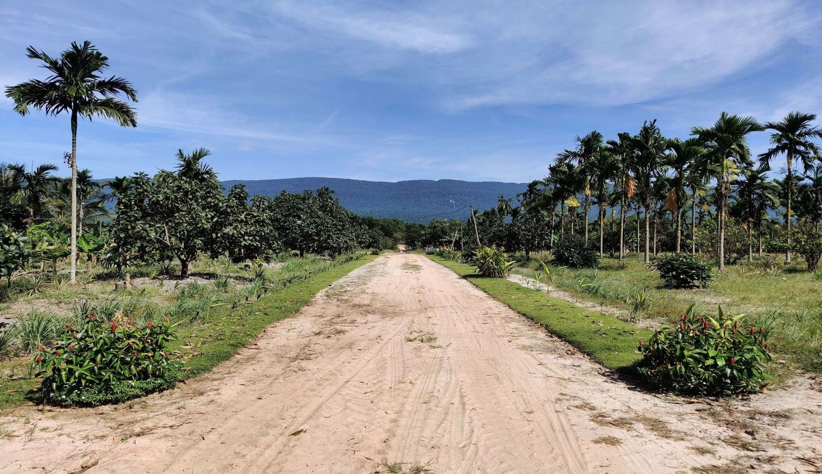 Access road through the Veal Rinh land bank, Prey Nob District, Sihanoukville, Cambodia, with the Elephant Mountains in the background