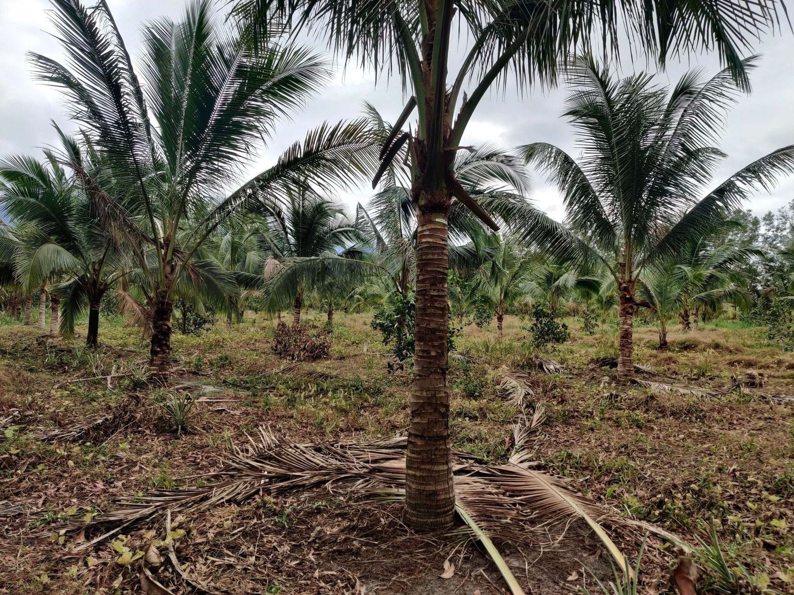 Coconut and banana plantation on the 107-hectare industrial land for sale in Veal Rinh, Prey Nob District, Sihanoukville, Cambodia — Parcel 41-SHV-26